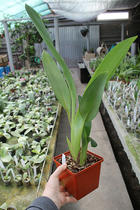 Maxillaria Fabricio Suarez.jpg