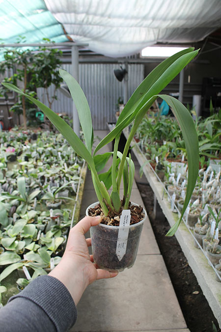 Maxillaria Padre Jorge Moreno.jpg