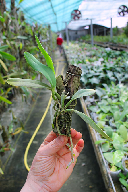 Laelia jongheana alba (Z-88) x Laelia jongheana suavissima.jpg