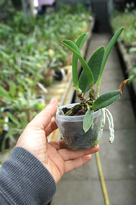 Laelia jongheana.jpg