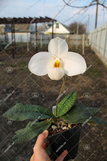 Paphiopedilum Joyce Hasegawa (delenatii x emersonii).jpg