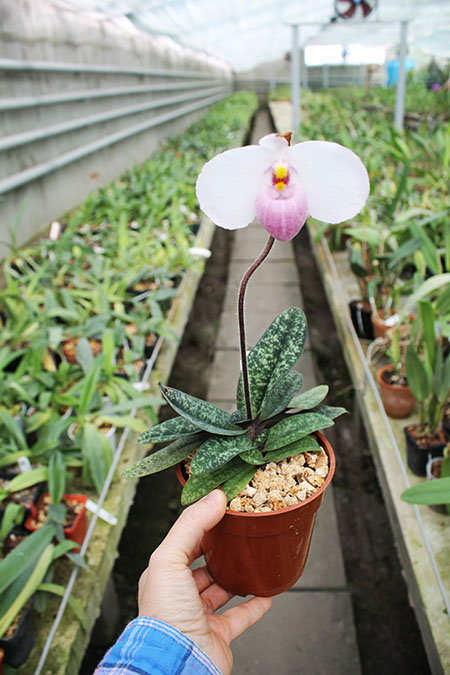 Paphiopedilum delenatii.jpg