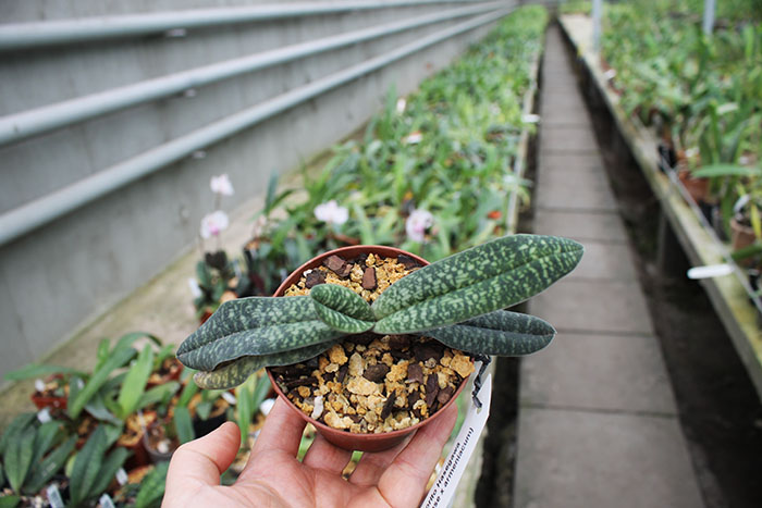 Paphiopedilum Norito Hasegawa.jpg