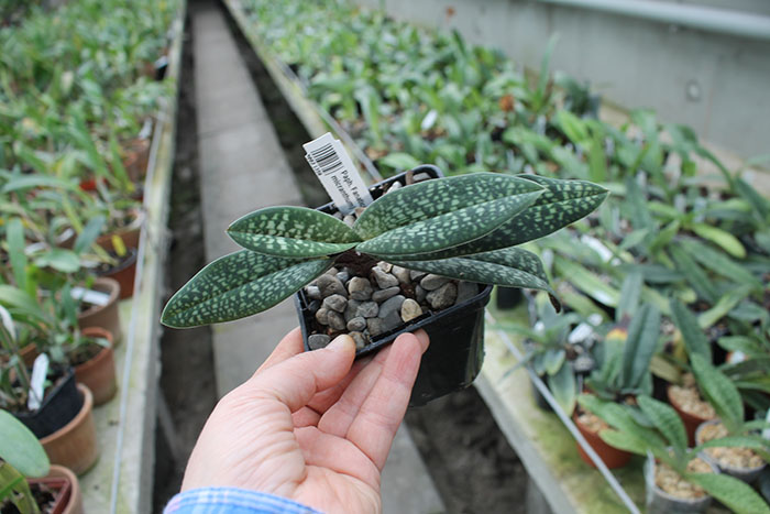 Paphiopedilum Fanaticum.jpg