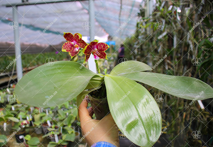 Phalaenopsis (Gelblieber 'B#1' x Hsia's Focus) x Magnificent Mibs.jpg