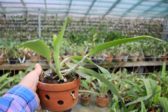 Laeliocattleya Cariad's Mini-Quinee 'Angel Kiss'.jpg