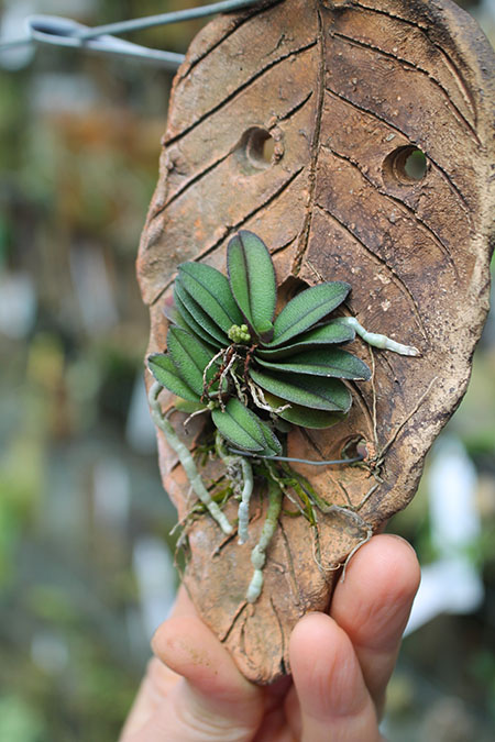 Schoenorchis seidenfadenii.jpg