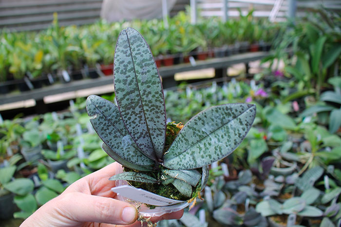 Phalaenopsis schilleriana x sib.jpg