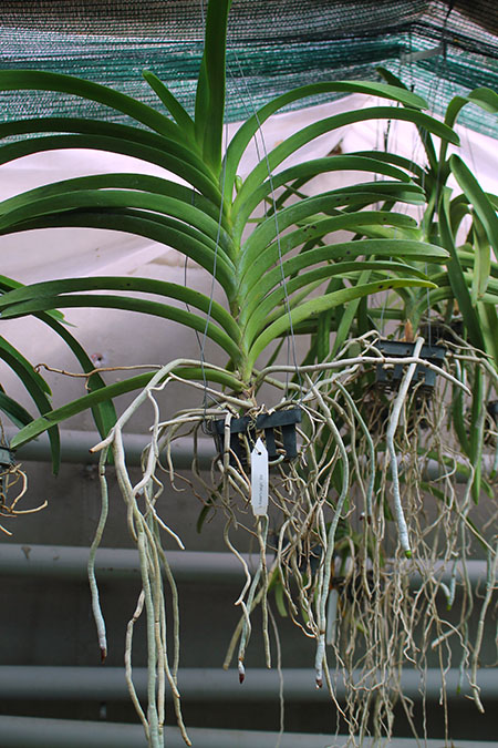 Vanda Robert Delight '#358'.jpg