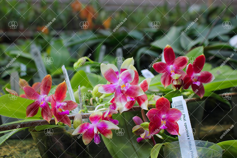 Phalaenopsis speciosa x Mituo Prince 'Bb'.jpg