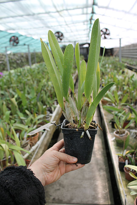 Laelia lobata var alba plena.jpg