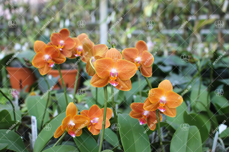 Phalaenopsis KS Pride Golden Diamond.jpg