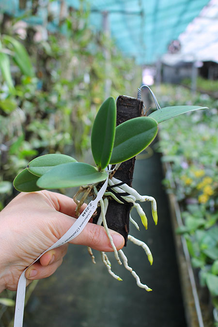 Cattleya schilleriana 'Zaslawski' x 'Surpresa'.jpg