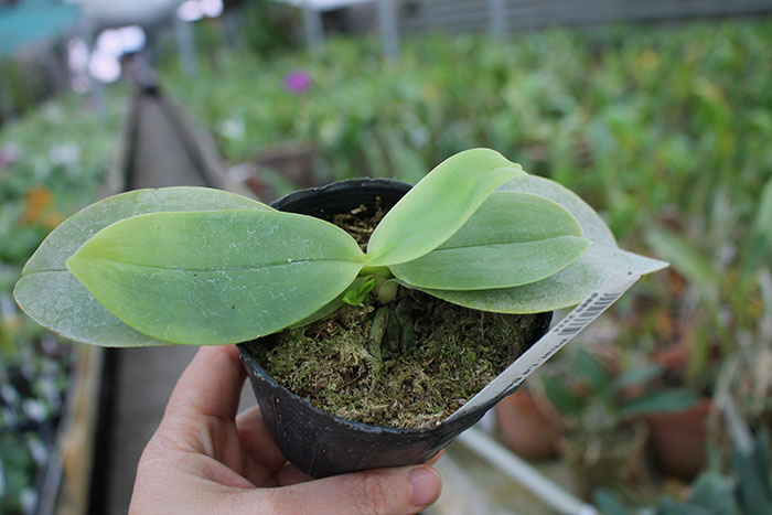 Phalaenopsis Ld Bellina Eagle x Prima.jpg