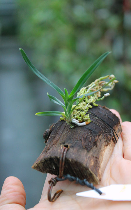 Angraecum viguieri.jpg