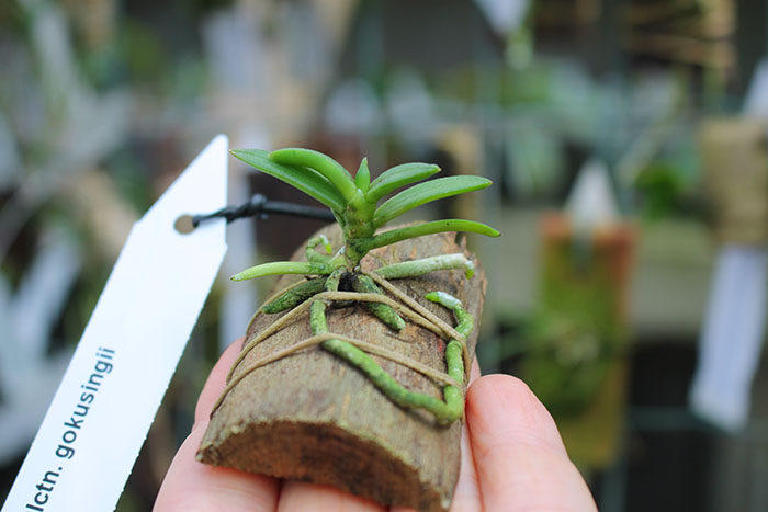 Cleisocentron gokusingii.jpg