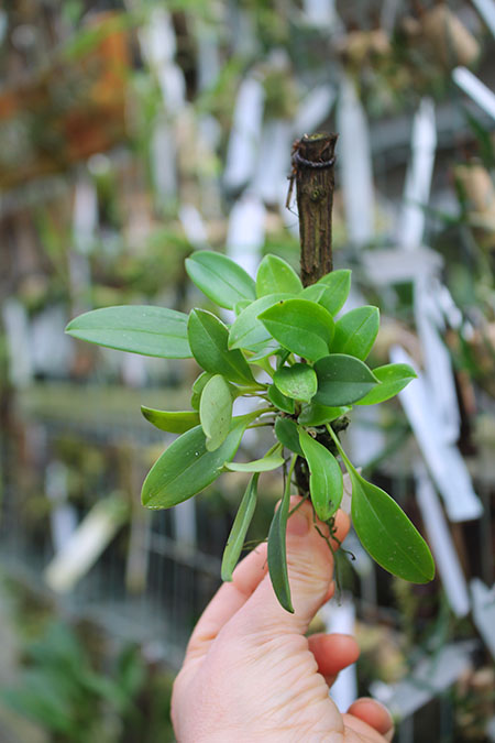 Masdevallia strobelii.jpg