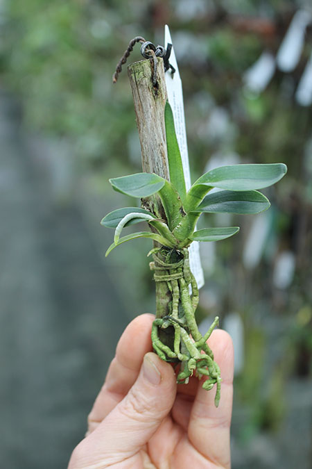 Angraecum magdalenae.jpg