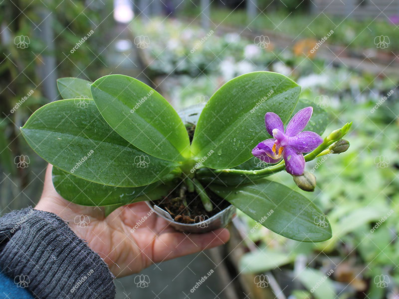 Phalaenopsis Tying Shin Blue Jade x amabilis.jpg