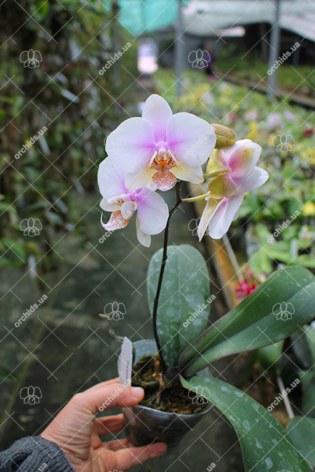 Phalaenopsis schilleriana x stuartiana.jpg