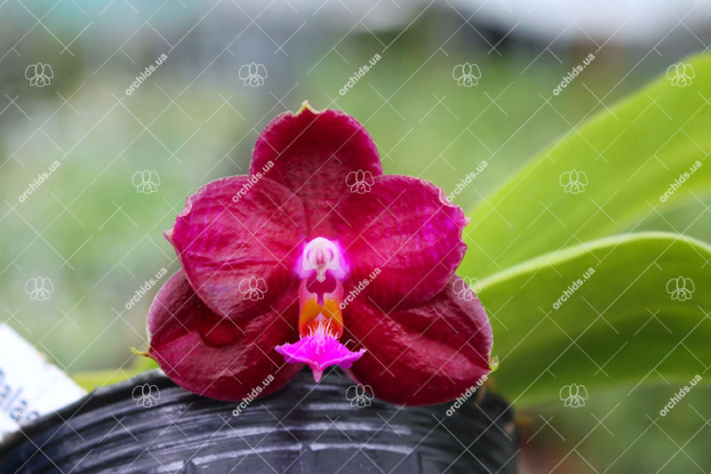 Phalaenopsis Palace Reef.jpg