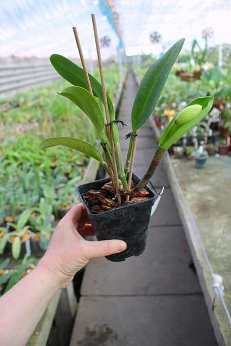 Laeliocattleya Sagarik Wax 'Fragrant Sky' x Cattleya walkeriana 'tipo'.jpg