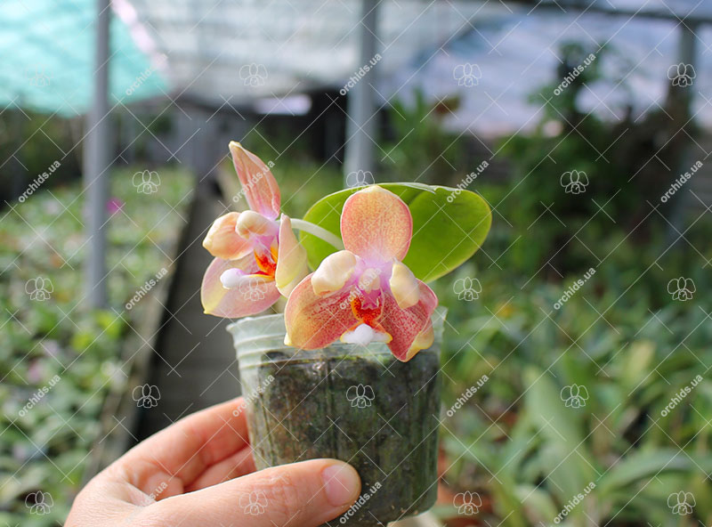 Phalaenopsis Joy Jewel Box (Joy Spring Venus x Buena Jewel).jpg