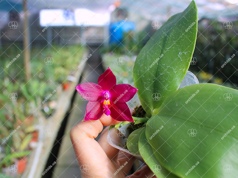 Phalaenopsis LD's Bear Queen x Jennifer Palermo.jpg