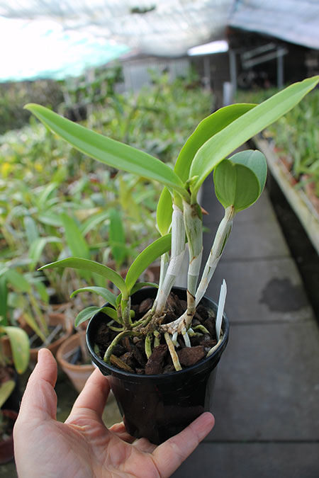 Cattleya intermedia var irrorata.jpg