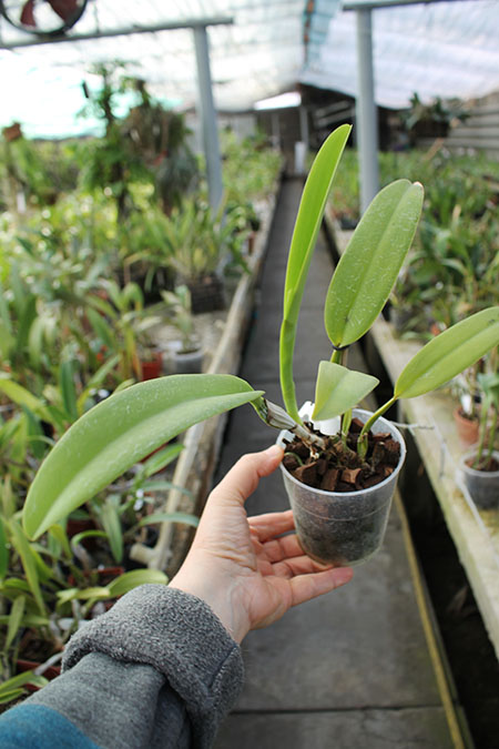 Cattleya gaskelliana coerulescens 'Mimi' SELF.jpg
