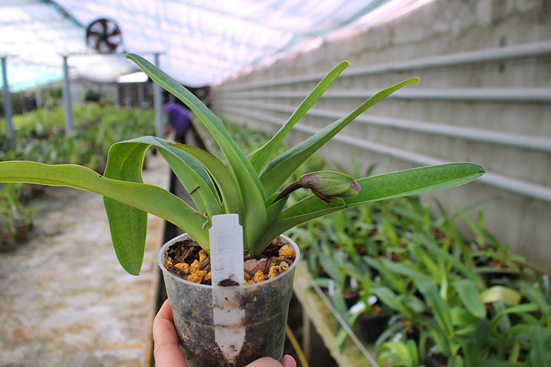 Paphiopedilum Winston Churchill x bellatulum.jpg