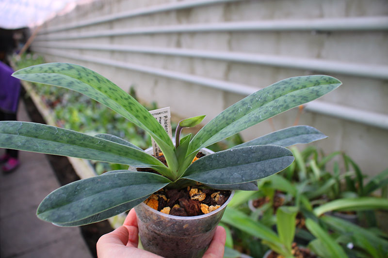 Paphiopedilum helenae x sukhakulii.jpg