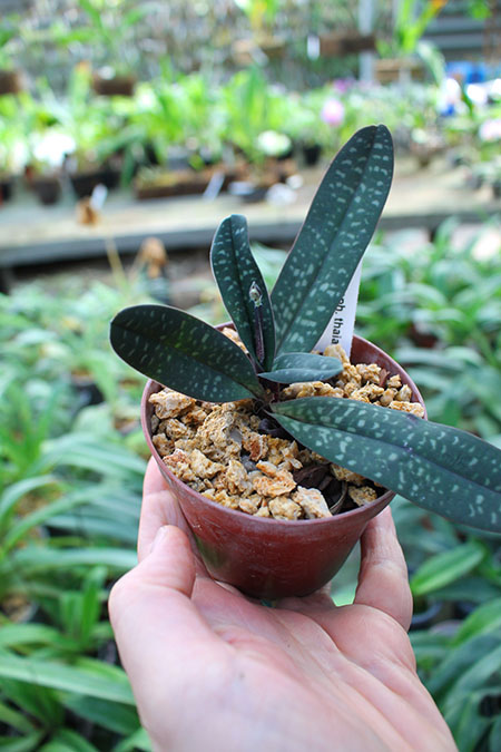 Paphiopedilum thaianum.jpg