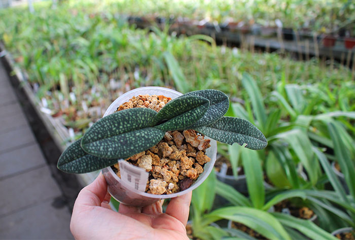 Paphiopedilum micranthum.jpg