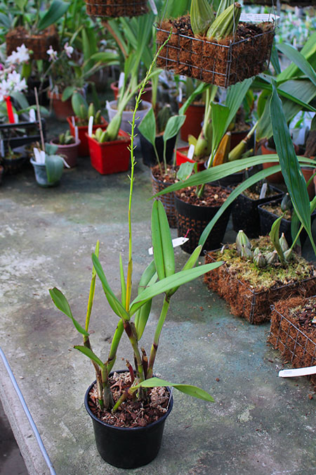 Epidendrum cylindrostachys.jpg
