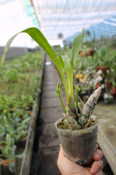 Mormodes lawrenceana.jpg