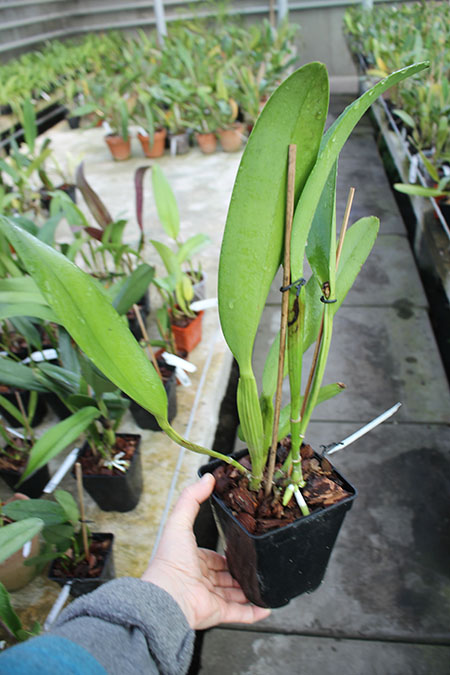 Brassolaeliocattleya Gisele 'Bundchen'.jpg