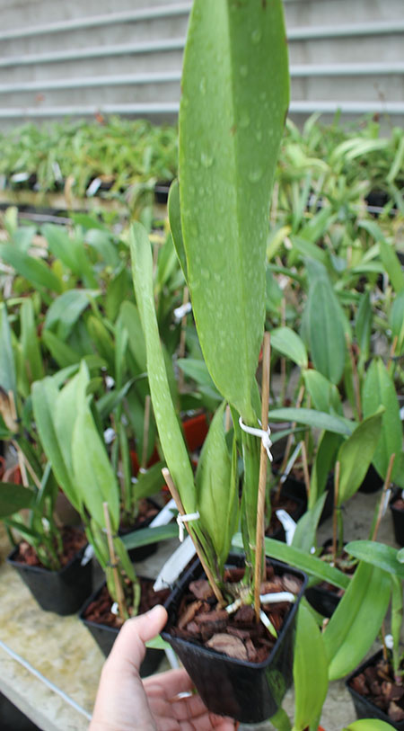 Brassolaeliocattleya Suzuki's Red Flare.jpg