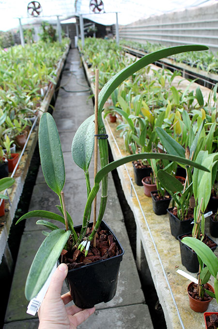 Brassolaeliocattleya Suzuki's Yellow Flare.jpg