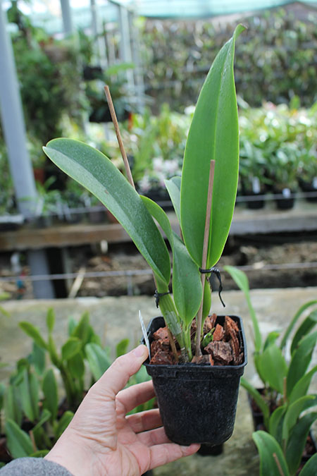 Laeliocattleya Dinard 'Blue Heaven'.jpg