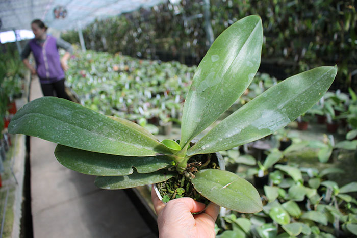 с цветоносом