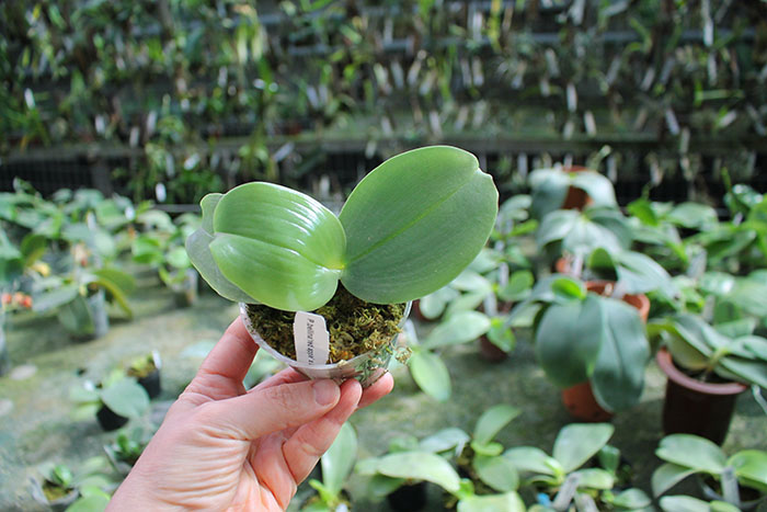 Phalaenopsis bellina 'Red Apple' x bellina.jpg