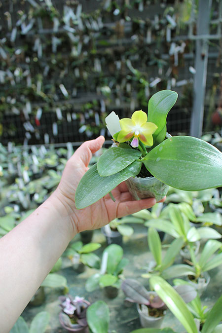 Phalaenopsis Joy Spring Canary 'Yaphon'.jpg