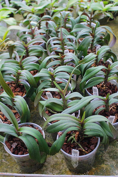 Renanthopsis Mildred Jameson 'Bonsall'.jpg