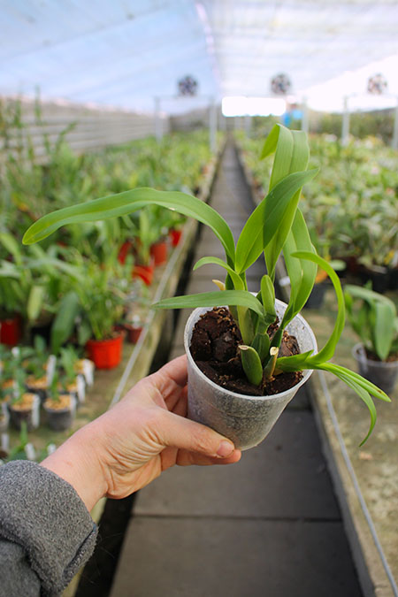 Brassia verrucosa.jpg