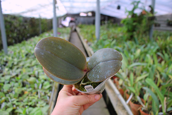 Phalaenopsis Joy Spring Venus.jpg