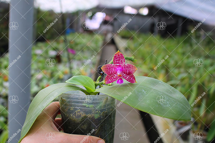 Phalaenopsis Hannover Parrion x Zheng Min Tyrannosaurus.jpg
