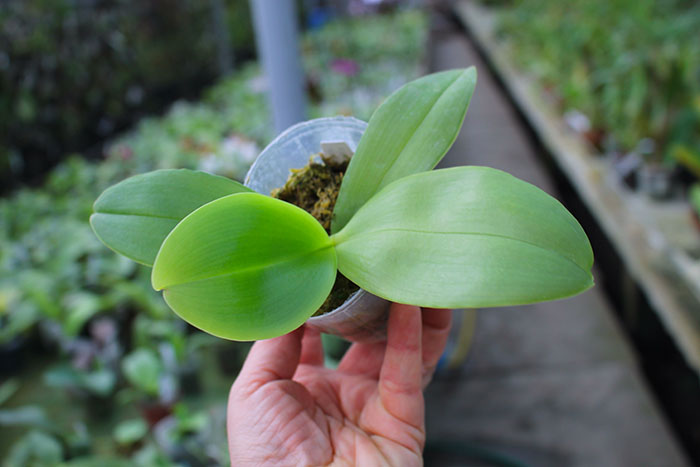 Phalaenopsis Jong's Gigan Cherry x Kingfisher's Dragon Wing.jpg