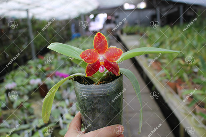 Phalaenopsis Hannover Passion 'Ching Ruey' x Jong's Red Cherry '#2'.jpg