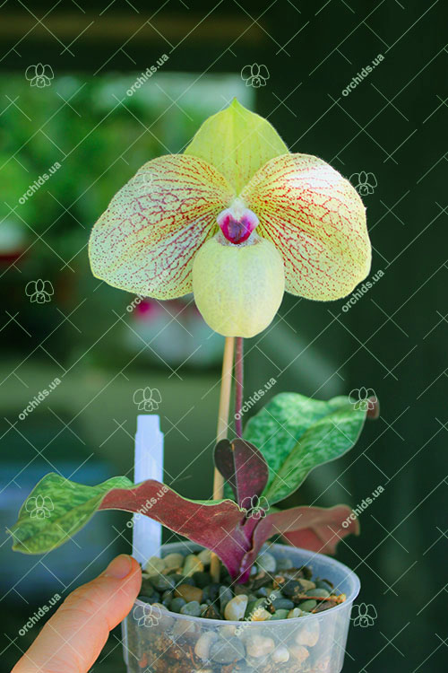 Paphiopedilum malipoense x bellatulum.jpg